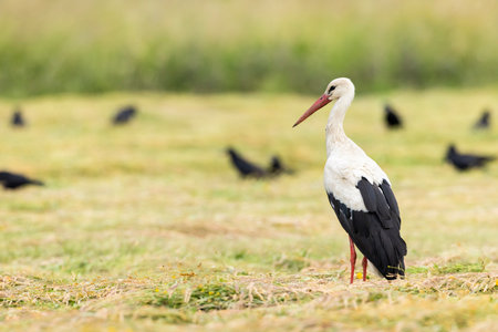 White stork standing on a mown meadow with several blurred birds in the backgroundの写真素材