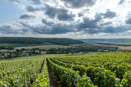 Green grapevines growing in rows on hills overlooking a village under a cloudy skyの写真素材