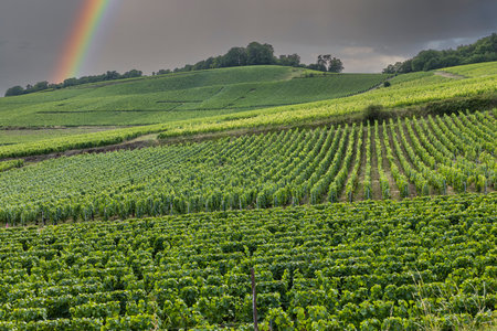 Green vineyards stretching across Bouzy hills with a vibrant rainbow in the skyの写真素材