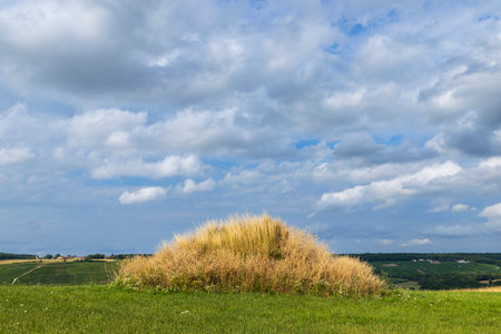 Golden tussock grass standing on a green hill with cloudy skyの写真素材