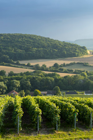 Green grapevines growing in rows with rolling hills and agricultural fields behind themの写真素材