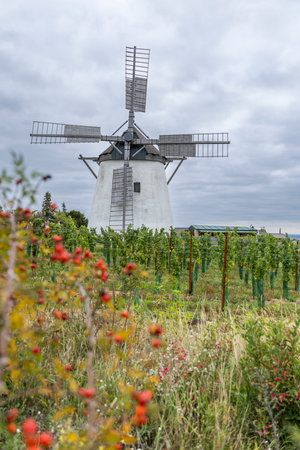 Traditional windmill on Kalvarienberg hill in Retz, Lower Austria, overseeing a young vineyardの写真素材