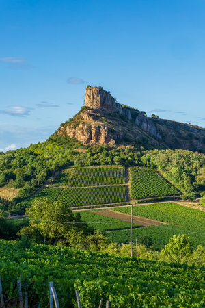 Famous Rocher de Solutre standing over green grapevines in the Solutre Pouilly wine region, Franceの写真素材