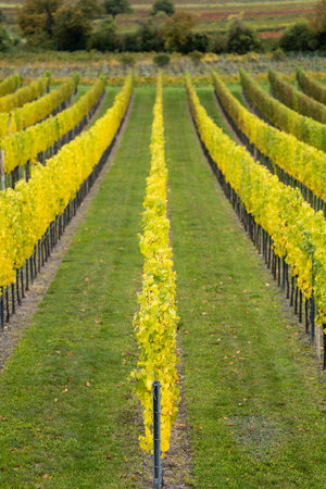 Autumn grapevines changing color in a vineyard in Retz, Lower Austriaの写真素材