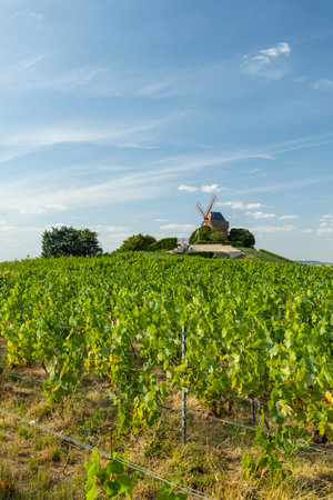 Verzenay windmill standing above rows of green vineyards under a blue skyの写真素材