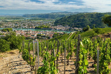Vineyard rows growing on a hillside with the Rhone river and town belowの写真素材