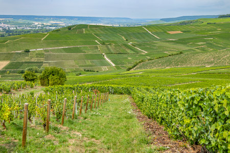 Vineyards stretching across the Ay Champagne landscape, showcasing traditional grape cultivationの写真素材