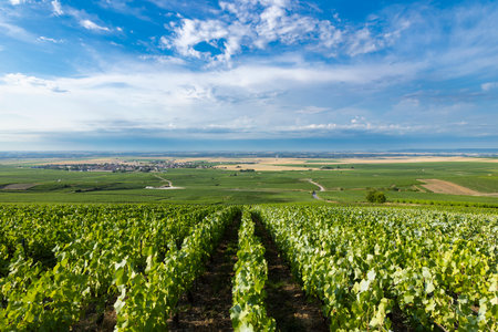Green grapevines covering the rolling hills of the Champagne region, Bouzy, Franceの写真素材