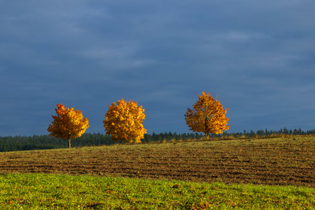 Three vivid autumn trees stand on a rural field under a dramatic dark sky in Lower Austriaの写真素材