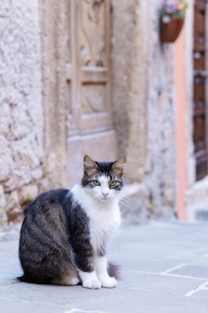 Cat sitting on a stone street in the historic town of Sorano, Tuscany, Italyの写真素材