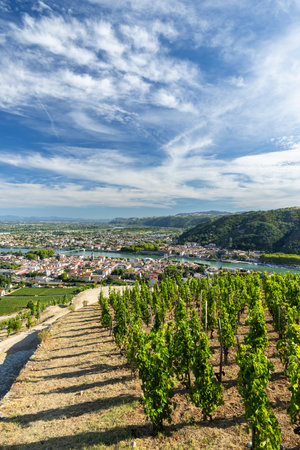 Rolling vineyards overlooking the Rhone River and Tain l'Hermitage town under a blue skyの写真素材