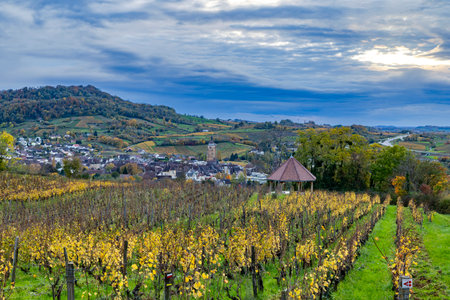 Vineyard rows with golden leaves leading to the historic village of Arbois, Franceの写真素材