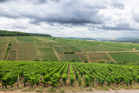 Green grapevines growing across tiered hills of the Chablis wine region under a changing skyの写真素材