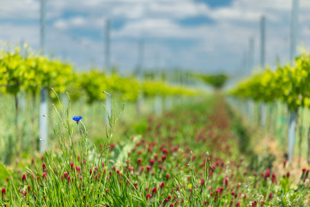 Blue cornflower blooming among red clover in vineyard rows in Ivan, Czechiaの写真素材