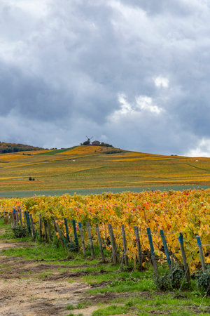 Verzenay vineyard rows turning yellow with a historic windmill on a hill under a cloudy skyの写真素材