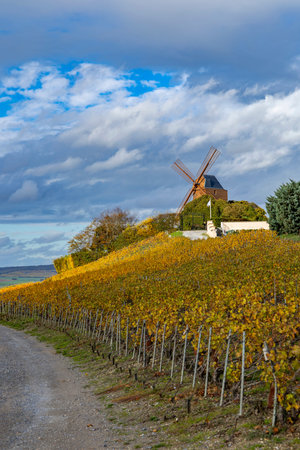 Windmill standing on a hill above rows of golden vineyards under a cloudy skyの写真素材