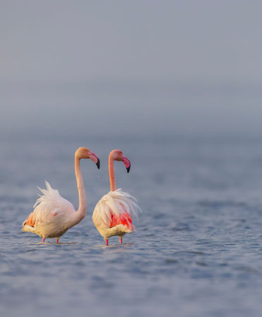 Two flamingos standing peacefully in water in their natural habitatの写真素材