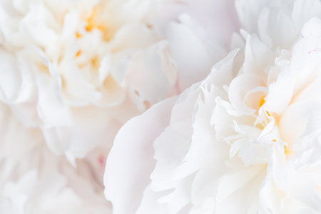 white peonies close-up. delicate floral backgroundの写真素材