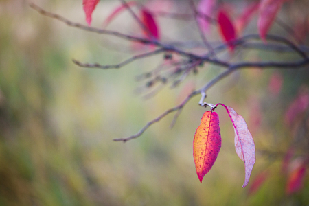 beautiful autumn leavesの写真素材