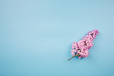 branch of lilac on a blue background.minimalism.の写真素材