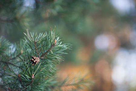 pine branch with a cone close-up on the background of the sunset forest