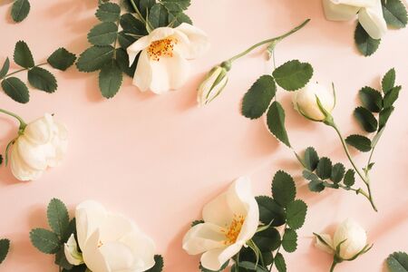 rosehip flowers peach color background. greeting card mock-up for wedding birthday spring summer mother's women's day.の写真素材