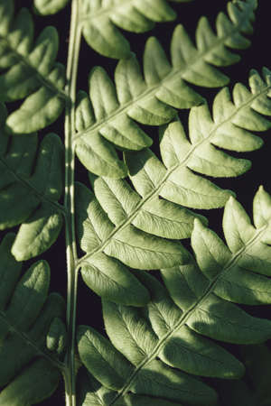 green fern leaf close up. summer vertical background. dark texture.