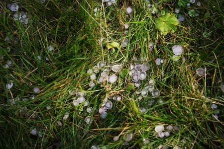 hail on grass in sunlight after summer thunderstormの写真素材