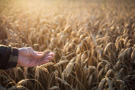 farmer examines field of cereals. man touches ear with his hand. ripe wheat close up. farming and agricultureの写真素材