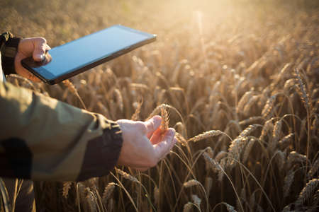 man farmer with tablet in field of wheat. Smart farming and digital agricultureの写真素材