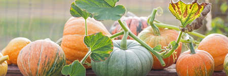 green and orange pumpkins in garden or on fair. autumn harvest time. natural fall backgroundの写真素材