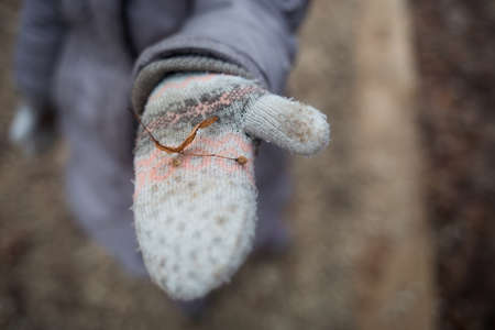 child shows Linden seeds in his hand. walk in autumn Park.の写真素材
