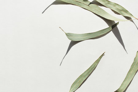 eucalyptus leaves on white background. hard shadows. abstract, minimal nature flat layの写真素材
