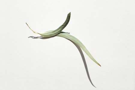eucalyptus leaves on white background. hard shadows. abstract, minimal nature flat layの写真素材