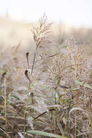 panicle or reeds plant. beige nature background. dry grass in autumn.の写真素材