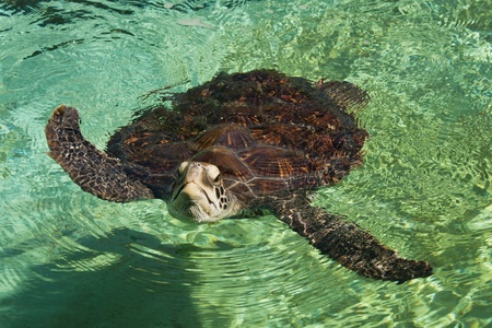 hiwasa turtle