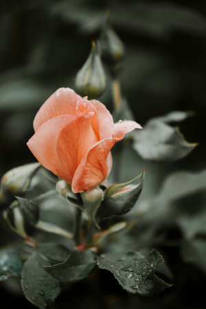 Peach color roses concept. Nature wallpaper.の写真素材