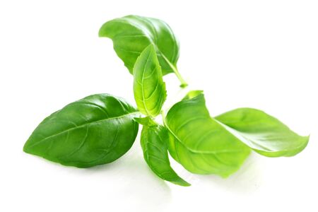 Basil Leaf Isolated On Whiteの写真素材