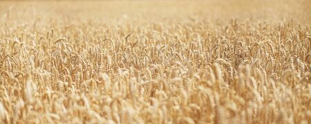 Field Of Ripe Corn In Summerの写真素材