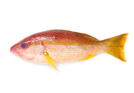 Whole Red Snapper Isolated On White