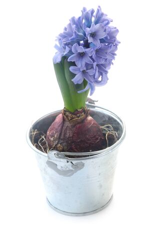 Blue Hyacinthe In A Flowerpot Isolated On Whiteの写真素材