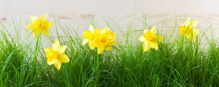 Grass And Daffodils On A Wooden Background