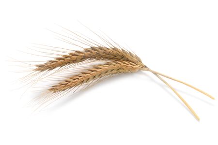 Two Ears Of Rye Isolated On Whiteの写真素材