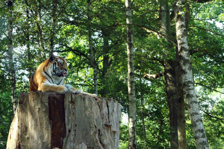 Siberian Tiger rest on a large tree stumpの写真素材