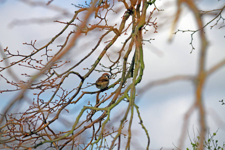 House Sparrow sitting in tree