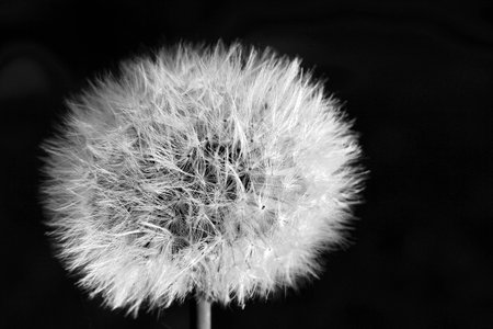 Dandelion blackwhite