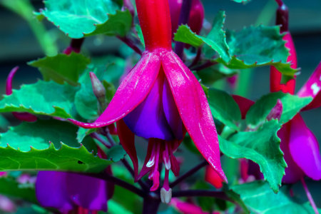 Nice flower bell