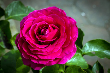 Pretty Rose II