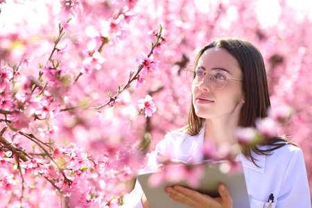 Biologist checking flowers of peach trees field during spring blossomの写真素材