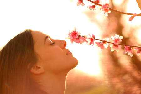 Profile of a happy woman smelling flowers from tree during blossom in spring at sunset in a field